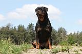 ROTTWEILER 184